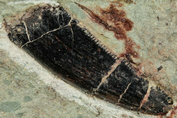 Serrated Abelisaurid Tooth In Situ - Dekkar Formation, Morocco #298671